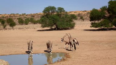 Güney Afrika 'daki Kgalagadi sınır ötesi parkındaki su birikintisine doğru dikkatle yürüyen üç Güney Afrika antilobu Bovidae familyasından Specie Oryx gazella.
