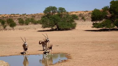 Güney Afrika 'daki Kgalagadi sınır ötesi parkındaki su birikintisine doğru dikkatle yürüyen üç Güney Afrika antilobu Bovidae familyasından Specie Oryx gazella.