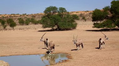 Güney Afrika 'daki Kgalagadi sınır ötesi parkındaki su birikintisine doğru dikkatle yürüyen üç Güney Afrika antilobu Bovidae familyasından Specie Oryx gazella.