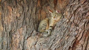 Güney Afrika vahşi kedisi Güney Afrika 'daki Kgalagadi sınır ötesi parkında ağaç kabuğu ile dinleniyor ve esniyor; Felis Silvestris cafra familyasından Felis Silvestris Cafra