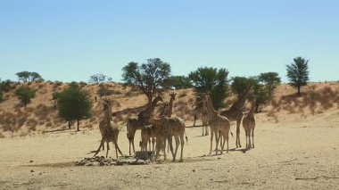 Güney Afrika 'daki Kgalagadi transfrontier parkındaki su birikintisinde içen küçük bir grup zürafa; Giraffa camelopardalis ailesi Giraffidae