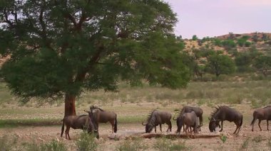 Güney Afrika 'daki Kgalagadi sınır ötesi parkında, Bovidae ailesinden Specie Connochaetes taurinus çevresinde stres altında bulunan küçük bir grup Mavi Antilop.