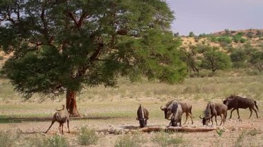 Güney Afrika 'daki Kgalagadi sınır ötesi parkında, Bovidae ailesinden Specie Connochaetes taurinus çevresinde stres altında bulunan küçük bir grup Mavi Antilop.