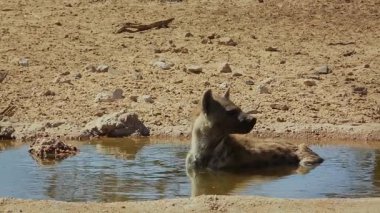 Güney Afrika 'daki Kgalagadi sınır ötesi parkında, Hyaenidae familyasından Specie Crocuta Crocuta' nın su birikintisinde banyo yaparken görüldü.