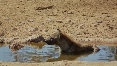 Güney Afrika 'daki Kgalagadi sınır ötesi parkında, Hyaenidae familyasından Specie Crocuta Crocuta' nın su birikintisinde banyo yaparken görüldü.