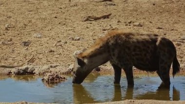 Güney Afrika 'daki Kgalagadi sınır ötesi parkında, Hyaenidae familyasından Specie Crocuta Crocuta' nın su birikintisinde banyo yaparken görüldü.