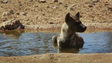Güney Afrika 'daki Kgalagadi sınır ötesi parkında, Hyaenidae familyasından Specie Crocuta timsahı suda böcek yakalarken görüldü.