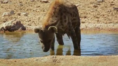 Güney Afrika 'daki Kgalagadi sınır ötesi parkında, Hyaenidae familyasından Specie Crocuta timsahı suda böcek yakalarken görüldü.