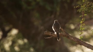 Gabar Goshawk Güney Afrika 'daki Kgalagadi sınır ötesi parkında arka ışıklandırmada bir şube açtı; Specie Micronisus Gabar Accipitridae ailesi