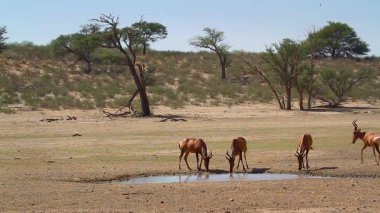Güney Afrika 'daki Kgalagadi sınır ötesi parkındaki su birikintisi çevresinde küçük bir Hartebeest grubu; Bovidae ailesinden Specie Alcelaphus buselaphus