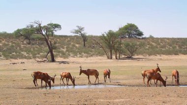 Güney Afrika 'daki Kgalagadi sınır ötesi parkındaki su birikintisi çevresindeki Harteopest sürüsü Bovidae ailesinden Specie Alcelaphus buselaphus