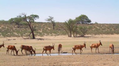 Güney Afrika 'daki Kgalagadi sınır ötesi parkındaki su birikintisi çevresindeki Harteopest sürüsü Bovidae ailesinden Specie Alcelaphus buselaphus