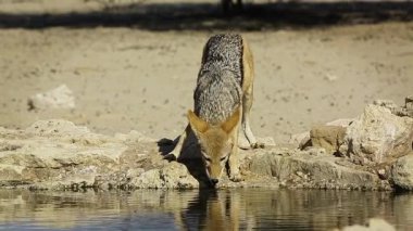 Güney Afrika 'daki Kgalagadi sınır ötesi parkında su birikintisi manzarası içen Kara Çakal; Canidae familyasından Specie Canis