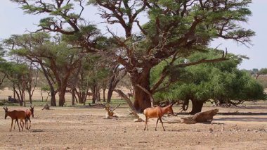 Güney Afrika 'daki Kgalagadi sınır ötesi parkında büyük ağaçlarla birlikte küçük bir grup Hartebeest, Bovidae familyasından Specie Alcelaphus buselaphus.
