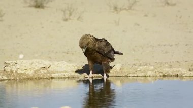 Güney Afrika 'daki Kgalagadi sınır ötesi parkındaki su birikintisinde içki içen Bateleur Eagle çocuğu; Accipitridae ailesinden Specie Terathopius ecaudatus
