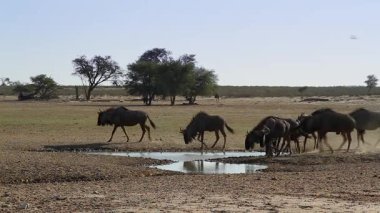 Güney Afrika 'daki Kgalagadi sınır ötesi parkında içen ve suyun tadını çıkaran Mavi Antilop sürüsü Bovidae ailesinden Specie Connochaetes taurinus