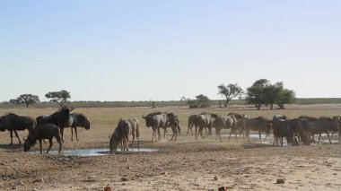 Güney Afrika 'daki Kgalagadi sınır ötesi parkında içen ve suyun tadını çıkaran Mavi Antilop sürüsü Bovidae ailesinden Specie Connochaetes taurinus
