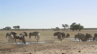 Güney Afrika 'daki Kgalagadi sınır ötesi parkında içen ve suyun tadını çıkaran Mavi Antilop sürüsü Bovidae ailesinden Specie Connochaetes taurinus