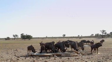 Güney Afrika 'daki Kgalagadi sınır ötesi parkında içen ve suyun tadını çıkaran Mavi Antilop sürüsü Bovidae ailesinden Specie Connochaetes taurinus