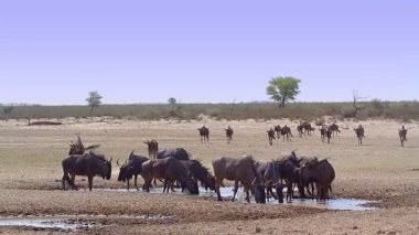 Güney Afrika 'daki Kgalagadi sınır ötesi parkında içen ve suyun tadını çıkaran Mavi Antilop sürüsü Bovidae ailesinden Specie Connochaetes taurinus