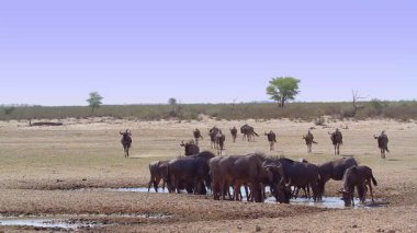 Güney Afrika 'daki Kgalagadi sınır ötesi parkında içen ve suyun tadını çıkaran Mavi Antilop sürüsü Bovidae ailesinden Specie Connochaetes taurinus