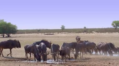 Güney Afrika 'daki Kgalagadi sınır ötesi parkında içen ve suyun tadını çıkaran Mavi Antilop sürüsü Bovidae ailesinden Specie Connochaetes taurinus