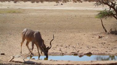 Güney Afrika 'daki Kgalagadi sınır ötesi parkında su birikintisi manzarasında içen görkemli boynuzlu Büyük Kudu erkeği Bovidae ailesinden Specie Tragelaphus strepsiceros