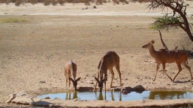 Güney Afrika 'daki Kgalagadi sınır ötesi parkında su birikintisinde içki içen küçük bir kadın ve genç grup; Bovidae ailesinden Specie Tragelaphus strepsiceros