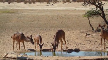 Güney Afrika 'daki Kgalagadi sınır ötesi parkında su birikintisinde içki içen küçük bir kadın ve genç grup; Bovidae ailesinden Specie Tragelaphus strepsiceros