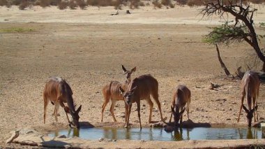 Güney Afrika 'daki Kgalagadi sınır ötesi parkında su birikintisinde içki içen küçük bir kadın ve genç grup; Bovidae ailesinden Specie Tragelaphus strepsiceros