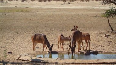 Güney Afrika 'daki Kgalagadi sınır ötesi parkında su birikintisinde içen üç Büyük Kudu kadın ve genç; Bovidae ailesinden Specie Tragelaphus strepsiceros