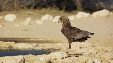 Güney Afrika 'daki Kgalagadi sınır ötesi parkındaki su birikintisinde içki içen genç Bateleur Eagle; Accipitridae ailesinden Specie Terathopius ecaudatus