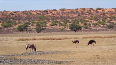 Afrika devekuşu çifti ve Afrika devekuşu Güney Afrika 'daki Kgalagadi sınır ötesi parkında çölde yürüyor Struthionidae familyasından Specie Struth io camelus 