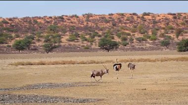 Afrika devekuşu çifti ve Afrika devekuşu Güney Afrika 'daki Kgalagadi sınır ötesi parkında çölde yürüyor Struthionidae familyasından Specie Struth io camelus 