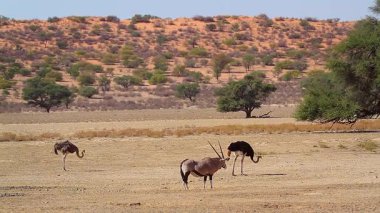 Afrika devekuşu çifti ve Afrika devekuşu Güney Afrika 'daki Kgalagadi sınır ötesi parkında çölde yürüyor Struthionidae familyasından Specie Struth io camelus 