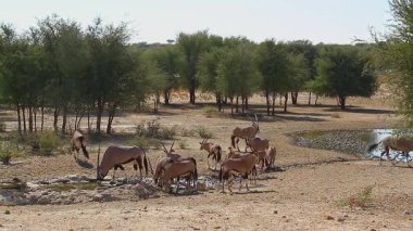 Güney Afrika antilopları Güney Afrika 'daki Kgalagadi sınır ötesi parkında su birikintisi etrafında toplanır.