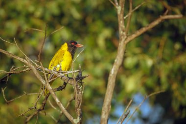 Afrika Siyah başlı Oriole, Güney Afrika 'daki Büyük Kruger Ulusal Parkı' nda bir dalda duruyor Oriolidae ailesinden Specie Oriolus larvatus