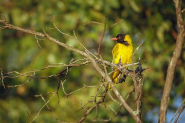 Afrika Siyah başlı Oriole, Güney Afrika 'daki Büyük Kruger Ulusal Parkı' nda bir dalda duruyor Oriolidae ailesinden Specie Oriolus larvatus