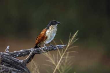 Burchell Coucal, Güney Afrika 'daki Büyük Kruger Ulusal Parkı' nda, Cuculidae ailesinden Specie Centropus Burchellii 'nin doğal arka planda izole edilmiş bir dalda duruyordu.