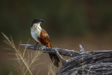 Burchell Coucal, Güney Afrika 'daki Büyük Kruger Ulusal Parkı' nda, Cuculidae ailesinden Specie Centropus Burchellii 'nin doğal arka planda izole edilmiş bir dalda duruyordu.
