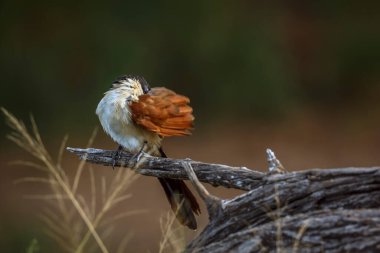 Güney Afrika 'daki Büyük Kruger Ulusal Parkı' nda, Cuculidae 'deki Specie Centropus Burchellii ailesinin doğal arka planda izole edilmiş bir dalda Burchell Coucal tımar kanatları.