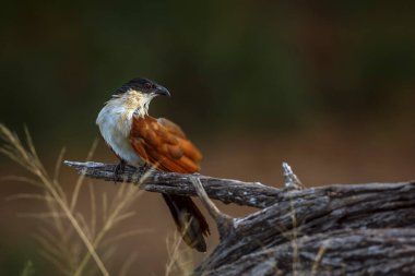 Güney Afrika 'daki Büyük Kruger Ulusal Parkı' nda, Cuculidae 'deki Specie Centropus Burchellii ailesinin doğal arka planda izole edilmiş bir dalda Burchell Coucal tımar kanatları.