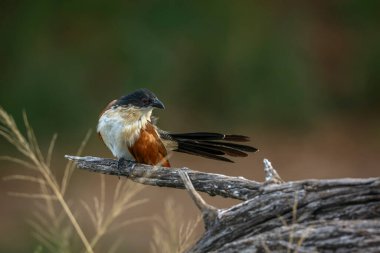 Burchell Coucal, Güney Afrika 'daki Büyük Kruger Ulusal Parkı' nda, Cuculidae familyasından Specie Centropus Burchellii 'nin doğal arka planında izole edilmiş bir dalın peşine düştü.