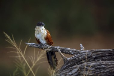 Burchell Coucal, Güney Afrika 'daki Büyük Kruger Ulusal Parkı' nda, Cuculidae ailesinden Specie Centropus Burchellii 'nin doğal arka planda izole edilmiş bir dalda duruyordu.