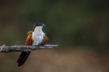 Burchell Coucal, Güney Afrika 'daki Büyük Kruger Ulusal Parkı' nda, Cuculidae ailesinden Specie Centropus Burchellii 'nin doğal arka planda izole edilmiş bir dalda duruyordu.