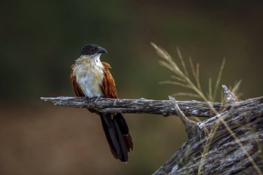 Burchell Coucal, Güney Afrika 'daki Büyük Kruger Ulusal Parkı' nda, Cuculidae ailesinden Specie Centropus Burchellii 'nin doğal arka planda izole edilmiş bir dalda duruyordu.