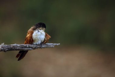 Burchell Coucal, Güney Afrika 'daki Büyük Kruger Ulusal Parkı' nda, Cuculidae ailesinden Specie Centropus Burchellii 'nin doğal arka planda izole edilmiş bir dalda duruyordu.
