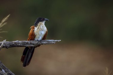 Burchell Coucal, Güney Afrika 'daki Büyük Kruger Ulusal Parkı' nda, Cuculidae ailesinden Specie Centropus Burchellii 'nin doğal arka planda izole edilmiş bir dalda duruyordu.