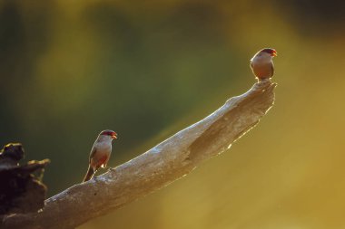 Güney Afrika 'daki Büyük Kruger Ulusal Parkı' nda arka planda kalan iki Waxbill; Estrildidae ailesinden Specie Estrilda Astrilda