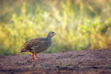 Güney Afrika 'daki Büyük Kruger Ulusal Parkı' nda akşam karanlığında Natal Francolin yürüyordu. Phasianidae familyasından Specie Pternistis natalensis